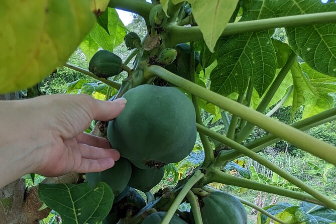 Jamaican Roots Tropical Farm Tour - Taste & Explore (Negril) 2hr - The Guided Walk: Coconut, Mango, Avocado, and the “Why” of Farming