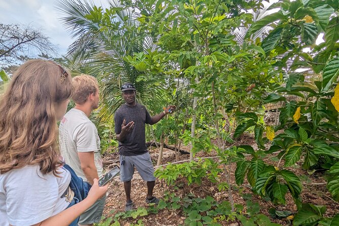 Jamaican Roots Tropical Farm Tour - Taste & Explore (Negril) 2hr - Getting There: Pickup, Air-Conditioning, and Realistic Timing