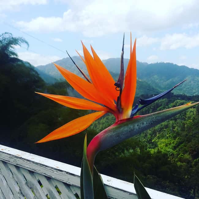 Kingston Blue Mountains Tour with Coffee Tasting - The guide and the history: what makes the ride feel personal