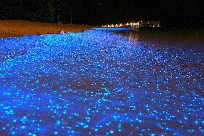 Luminous Lagoon Night-Time Tour from Montego Bay - Why the Luminous Lagoon is special at night