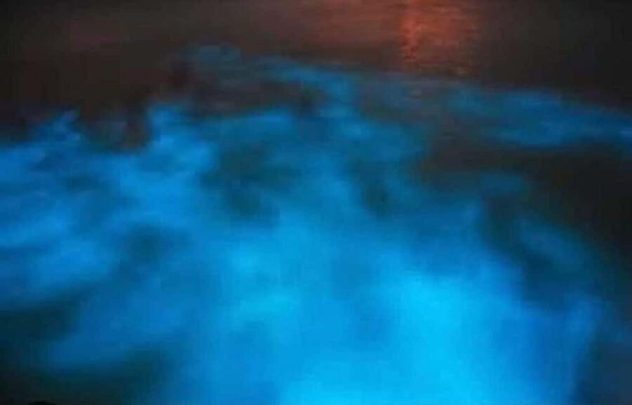 Luminous lagoon : Night Tour from Ocho Rios and Runaway Bay - Night Choice Matters: Full Moon and Rainfall Can Change Everything