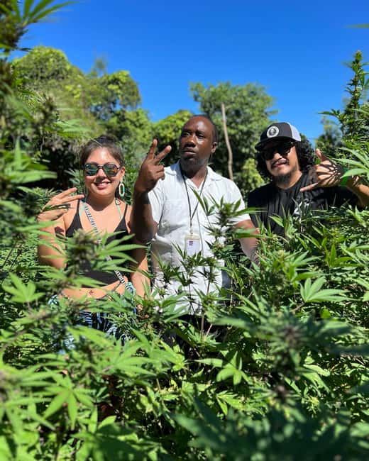 Marijuana Farm, Bamboo Rafting and Doctors Cave Beach Tour - Should you book it?