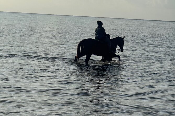 Montego Bay Beach Horseback Riding Tour - Who should book Montego Bay Beach Horseback Riding?