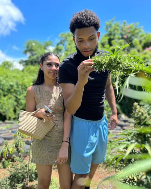 Montego Bay: Cannabis Farm, Bamboo Rafting, & Foot Massage - Bamboo rafting on the Lethe River, slow water and local know-how
