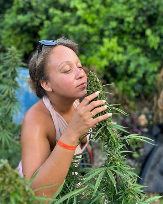 Montego Bay: Marijuana Farm and Bird Sanctuary Tour - Montego Bay pickup and the 3-hour reality check