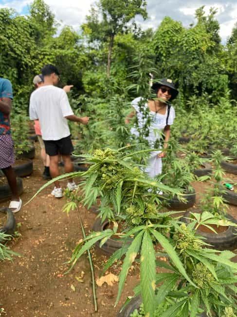 Montego Bay: Marijuana Farm and Bird Sanctuary Tour - Bird sanctuary time: petting, playtime, and the ethical checklist