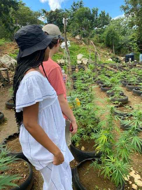 Montego Bay: Marijuana Farm and Bird Sanctuary Tour - Price and logistics: what $87 covers and what costs extra