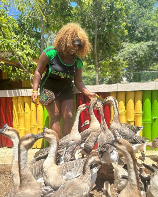 Montego Bay: Marijuana Farm and Bird Sanctuary Tour - The overall tour flow: what happens when, and how to pace yourself