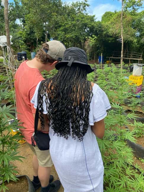 Montego Bay: Marijuana Farm and Bird Sanctuary Tour - What value looks like here, and when it falls short