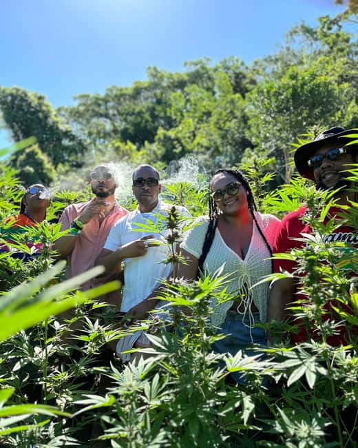 Montego Bay: Marijuana Farm Private Tour with Transportation - Key Highlights You’ll Care About