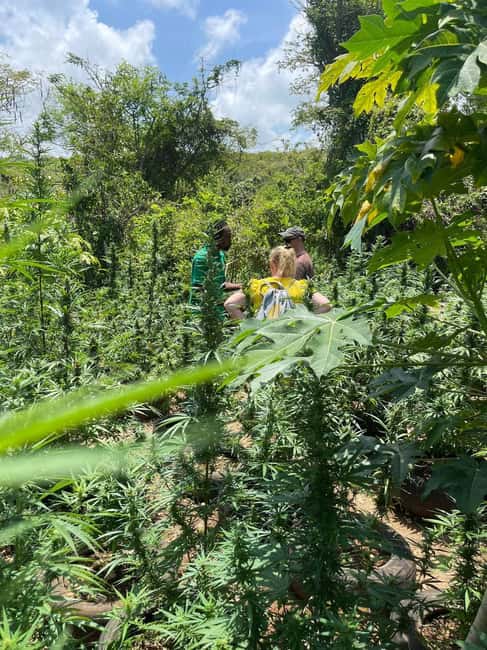 Montego Bay: Marijuana Farm Private Tour with Transportation - Practical Tips Before You Go