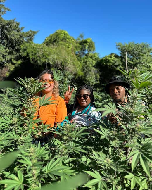 Montego Bay: Marijuana Farm Private Tour with Transportation - Sampling Time: Extracts, Infusions, and a Chance to Ask Questions