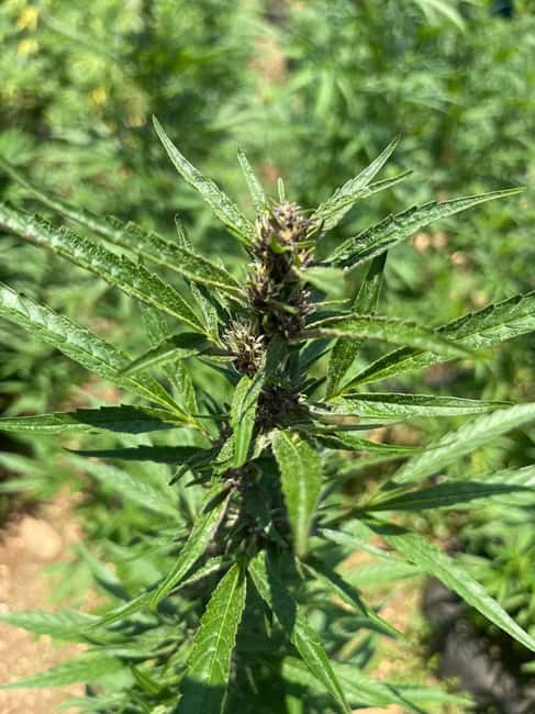Montego Bay: Marijuana Farm Private Tour with Transportation - Your Guides and the Vibe: Friendly, Personal, and Question-Friendly