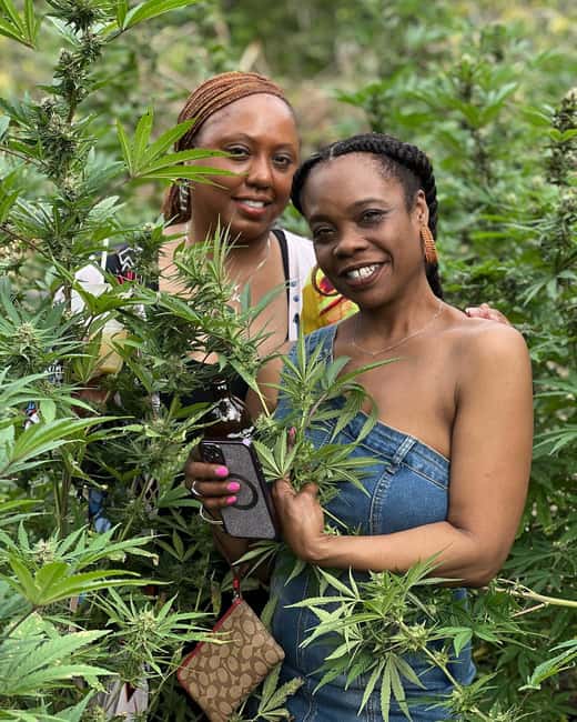 Montego Bay: Marijuana Farm Private Tour with Transportation - Price and Value: Is $133 Per Person Worth It?