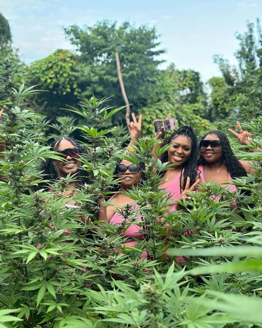 Montego Bay Marijuana Farm Tour - Key takeaways before you go