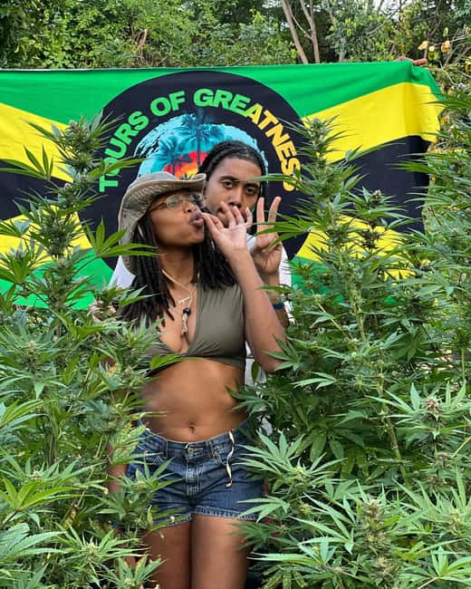 Montego Bay Marijuana Farm Tour - From seeding to harvest: the learning points that matter