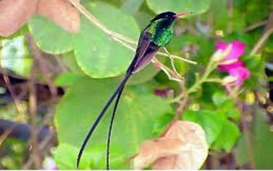 Montego Bay: Private Rocklands Bird Sanctuary Trip - Getting there from Montego Bay: plan for a drive, then bird time