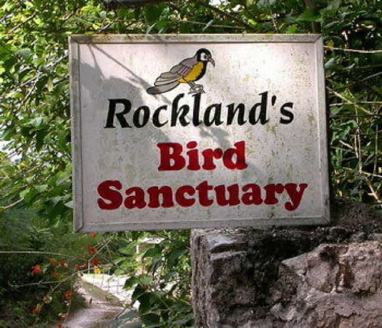 Montego Bay: Private Rocklands Bird Sanctuary Trip - Who the guide is and why it matters for your photos and sightings