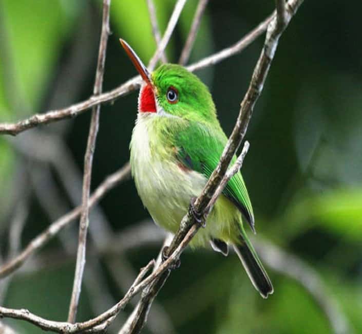Montego Bay: Private Rocklands Bird Sanctuary Trip - Price and logistics: how to avoid the common surprises