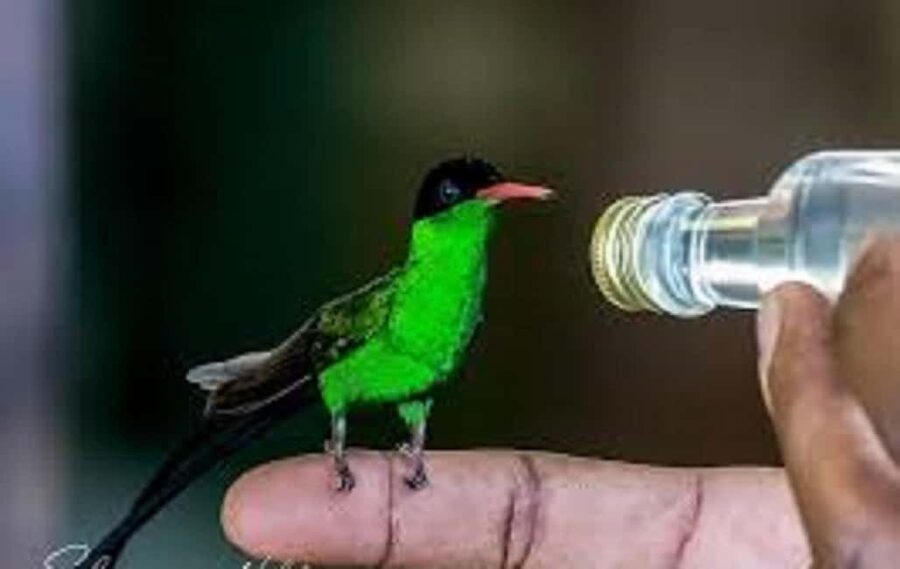 Montego Bay: Private Rocklands Bird Sanctuary Trip - Who this private bird trip is best for