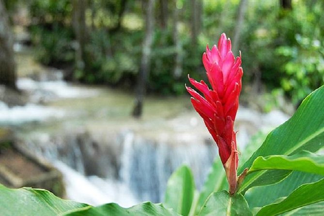 Montego Bay to Dunn's River Falls Half-Day Trip - Craft market and souvenir stops: where value meets pressure