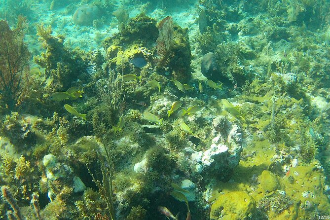Negril Glass Bottom Boat Tour Snorkeling and Booby Cay - Captain Jason and Junior: small touches that change the whole feel