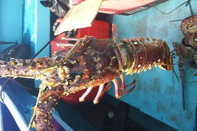 Negril Lobster Lunch on Booby Cay & Snorkeling To a Sunken Cannon - Who should book this Negril day trip, and who might rethink it