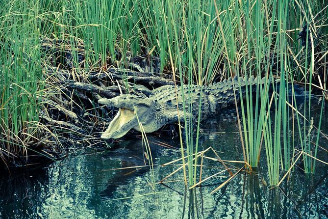 Private Appleton YS Falls and Black River Tour from Montego Bay - Who Should Book This Private Tour?