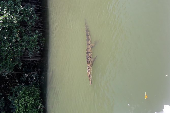 Private Black River Safari Tour from Montego Bay - What you learn: ecology plus Jamaica’s Black River history