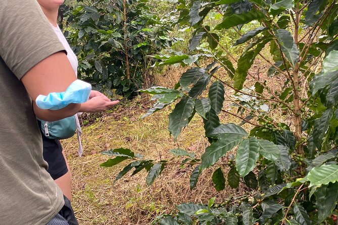 Private Blue Mountain tour from Ocho Rios - Entering the Blue Mountains coffee zone