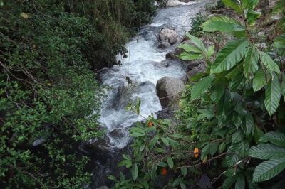 Private Blue Mountain tour from Ocho Rios
