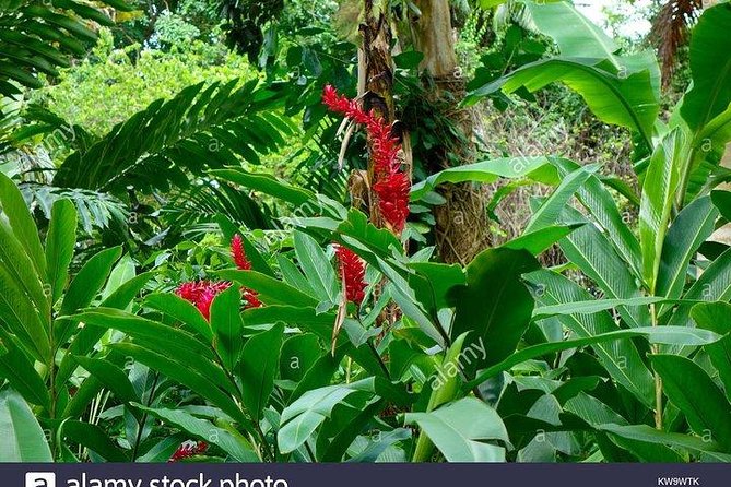 Private Combo Tour From Ocho Rios To Blue Hole & Konoko Falls - Konoko Falls: garden photos, climbing the falls, and the Ocho Rios view