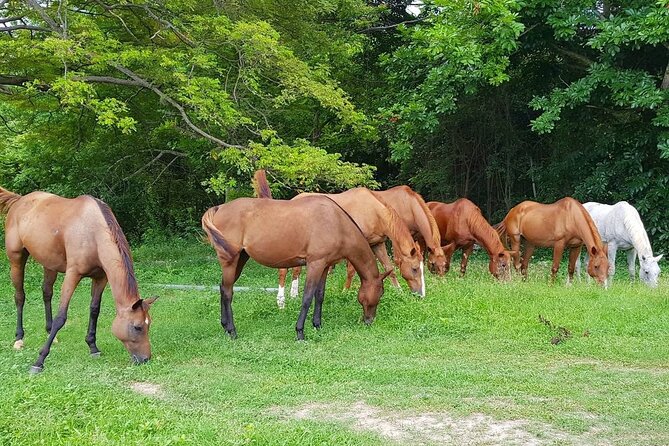 Private Horseback Riding, Swimming and Dunn's River Falls Tour - Dunn’s River Falls: swim, climb, and manage the jump expectations
