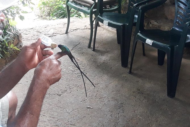 Private Rockland Bird Sanctuary Tour from Montego Bay - Key things I’d watch for before you go