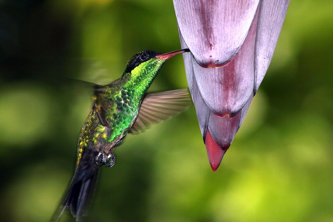 Private Rockland Bird Sanctuary Tour from Montego Bay - Rockland Bird Sanctuary: the hummingbird experience that feels personal