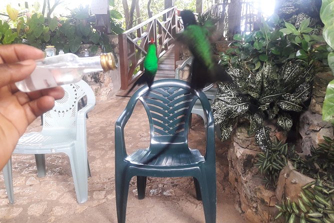 Private Rockland Bird Sanctuary Tour from Montego Bay - Best day and best mindset: when hummingbirds are most active