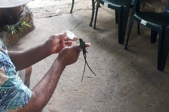 Private Rockland Bird Sanctuary Tour from Montego Bay - Who this tour fits best