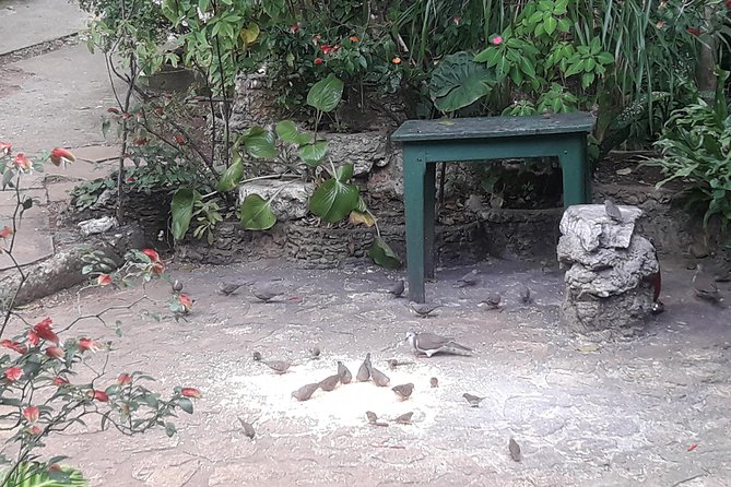 Private Rockland Bird Sanctuary Tour from Montego Bay - Simple etiquette that helps the birds (and your photos)