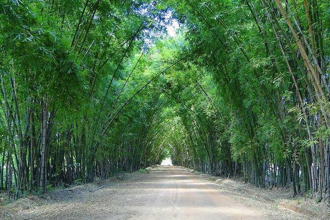 Private Tour from Negril to YS Falls and Pelican Bar - What it feels like on the ground: nature, sea-level calm, then bamboo photos