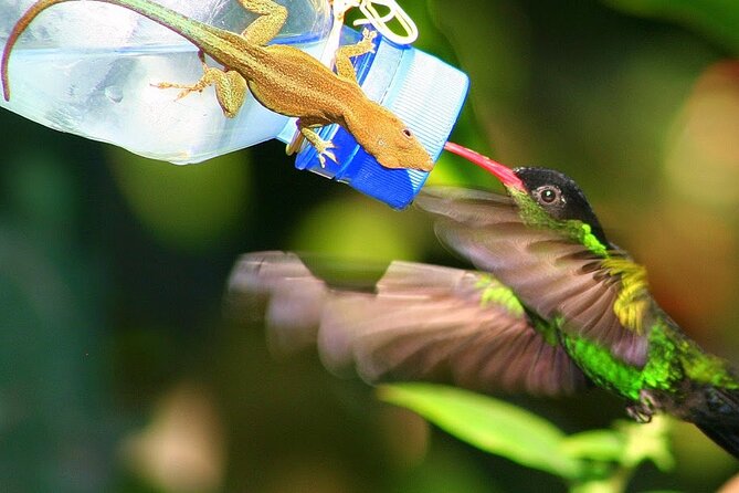 Rockland Bird Sanctuary plus Montego Bay Highlights & Shopping Private Tour - Rocklands Bird Sanctuary, the reason this tour works