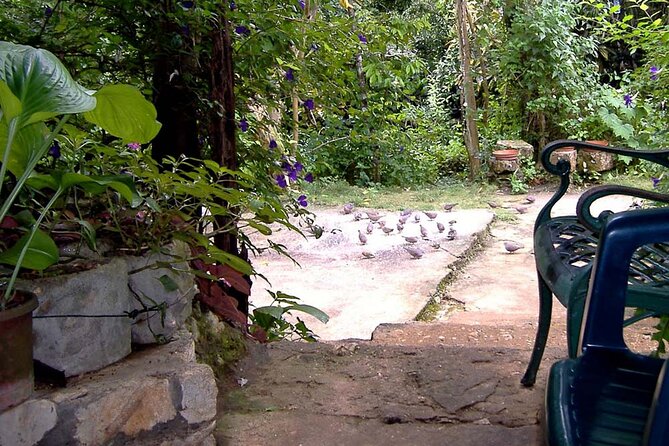Rockland Bird Sanctuary plus Montego Bay Highlights & Shopping Private Tour - The private ride from your hotel, and why it matters in Montego Bay