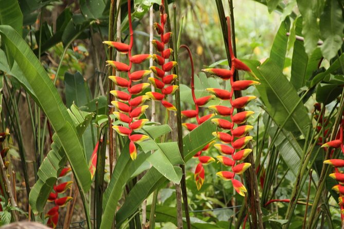 Rockland Bird Sanctuary plus Montego Bay Highlights & Shopping Private Tour - Montego Bay highlights and shopping time, a useful add-on