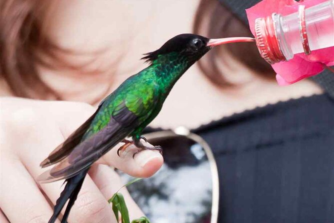 Rockland Bird Sanctuary plus Montego Bay Highlights & Shopping Private Tour - Staff and guides, what the best moments feel like