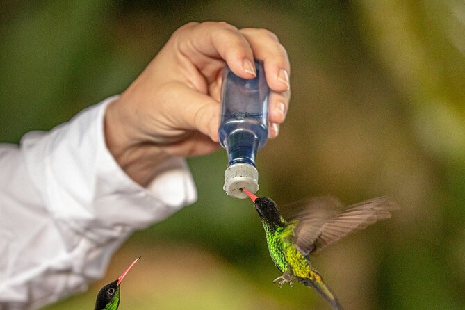 Rockland Bird Sanctuary plus Montego Bay Highlights & Shopping Private Tour - Hand-feeding hummingbirds and finches, what you’ll actually do