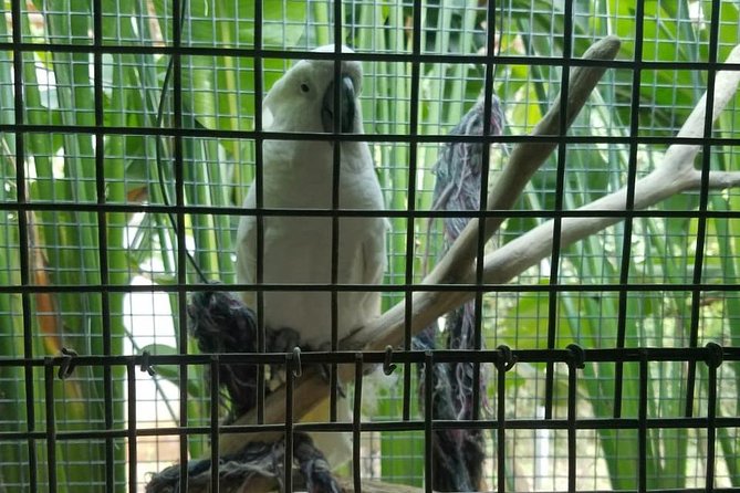 Rockland Bird Sanctuary Private Tour - Timing and what to expect in a 3 to 4 hour bird-focused window