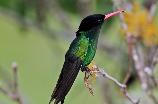 Rockland Bird Sanctuary Private Tour - Who this private Rocklands tour is best for
