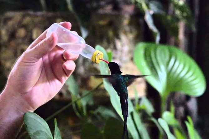 Rockland Bird Sanctuary Private Tour - Should you book the Rockland Bird Sanctuary private tour from Montego Bay?