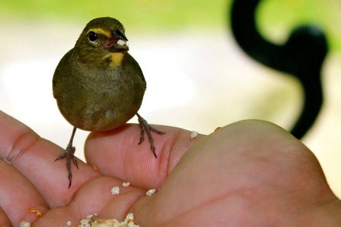 Rockland Bird Sanctuary Tour [Transportation] Hotel Pick-Up - Hotel Pickup and Comfort on the way to the sanctuary