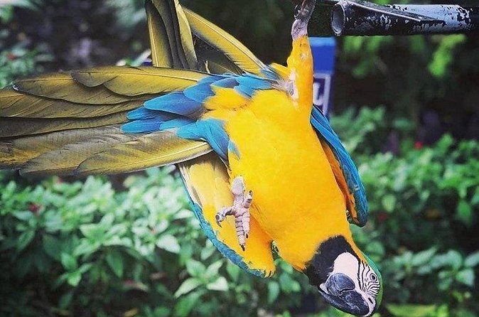 Rockland Bird Sanctuary Tour [Transportation] Hotel Pick-Up - Species you may see, and how to spot them
