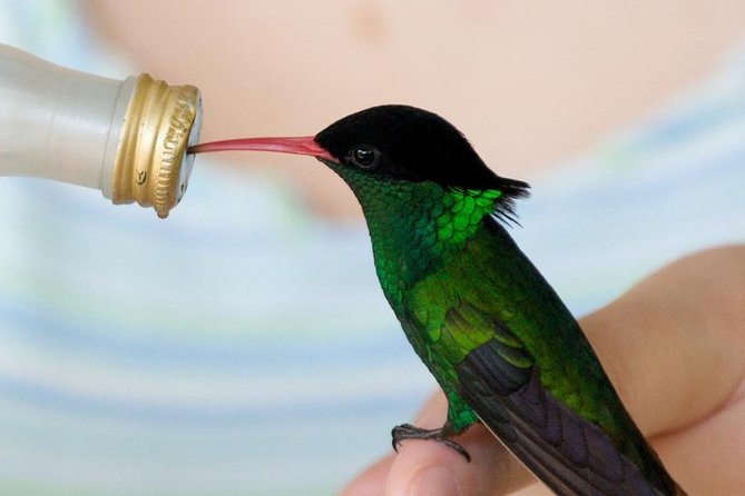 Rockland Bird Sanctuary Tour [Transportation] Hotel Pick-Up - Price and Logistics: what the $69.90 covers, and what costs extra